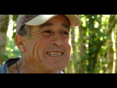 Raícen que resisten desde la Araucanía