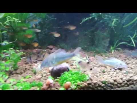 corydora panda acosando a corydora verde esmeralda