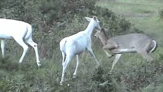 preview picture of video 'Boulder Junction's Ghost Deer & Brown Fawn 2011'