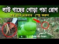লাউ গাছের গোড়া পচা রোগ লাউ চাষ Daily Agro Bangla
