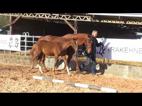 Czardasstolz von Mount Etna xx - Sedar - EH Friedensfürst geb. 09.Juli 2020