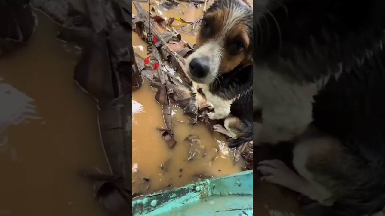 Jovem usa barco emprestado para resgatar animais durante enchente no Vale do Ribeira.