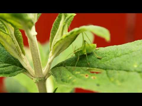 Laubholz-Säbelschrecke, Punktierte Zartschrecke!?Hardwood swords cricket Speckled bush cricket