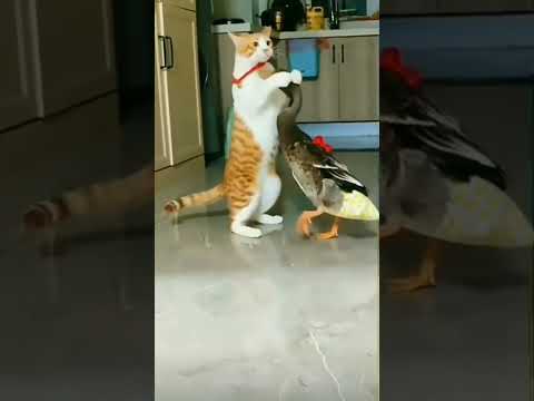 #dakshahindustani11 Daksha hindustani 11 #cat #love #duck #shorts Please subscribe and support me 🙏