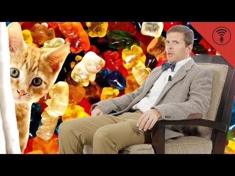 Can Cats Taste Sweet Things? | Don't Be Dumb