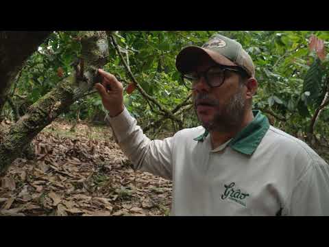 MANEJO QUADRA 1 - FAZENDA LUA NOVA - BARRA DO ROCHA, BAHIA 4K