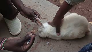 How To Remove Ear Mites In Rabbits