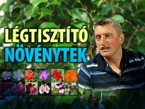 A szellőztetés nem elegendő! - légtisztító növények