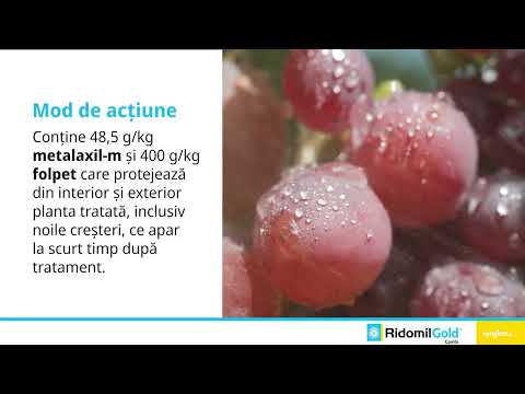 Ridomil Gold® Combi e din nou pe piață, cu o formulă nouă și îmbunătățită!