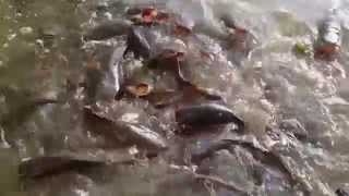 preview picture of video 'Catfish in Keoladeo Ghana National Park, Bharatpur Bird Sanctuary, Rajasthan, India'
