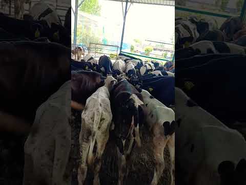Young stock #rajpootdairyfarm #cow ##dairyherd #veterinarian #farming #dairy