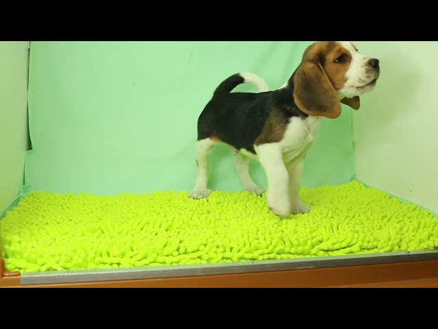 ブリーダー/ショップマロニエケンネル MARRONNIER KENNELのビーグルで番号が2997です