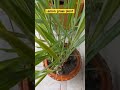 lemon grass plant/my balcony garden..watch my other videos also and subscribe 💚
