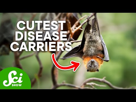 コウモリはなぜこんなにも危険な病気を運ぶのか？ (Why Do Bats Carry So Many Dangerous Diseases?)
