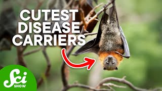 Why Do Bats Carry So Many Dangerous Diseases?