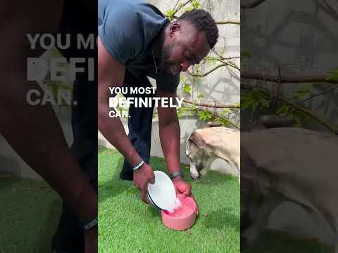 Is it safe to feed your dog ice cubes? 🧊