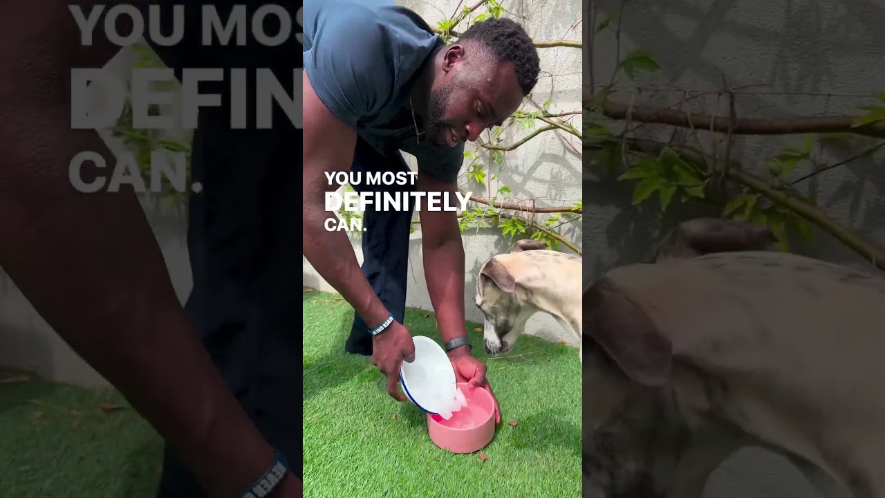 Is it safe to feed your dog ice cubes? 🧊