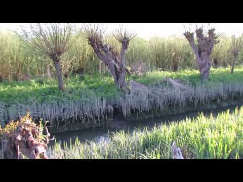 Compilatie bevers Oude Maas