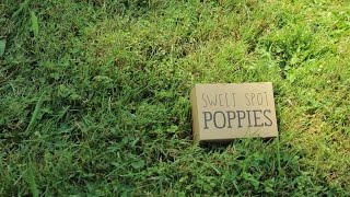 Sweet Spot Poppies - Overview