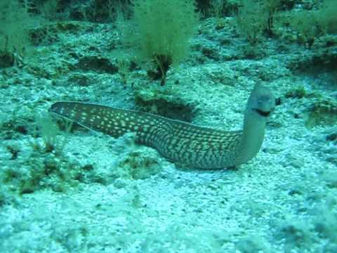 Moray eel - Murene