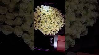 Download lagu Some surprises deserve to arrive with hundreds of white roses mp3