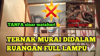 Download lagu BREEDING MURAI BATU WITHOUT SUNLIGHT‼️production remains smooth.....what's the secret❓ mp3