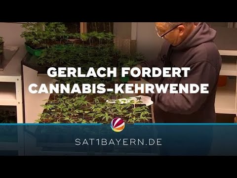 Cannabis-Legalisierung: Gesundheitsministerin fordert Rücknahme