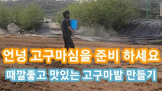 언넝 준비하세요~때깔좋고 맛있는 고구마밭 만들기  고구마 심는시기,재배방법,기술,솔림농원 텃밭,주말농장,텃밭…