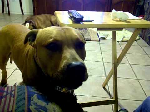 Troy the Pitbull Says "Mom"