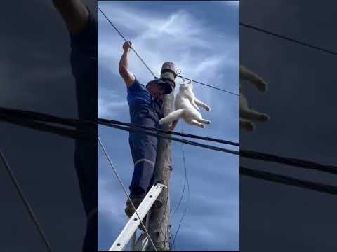 Якутские спасатели помогли застрявшему на столбе коту