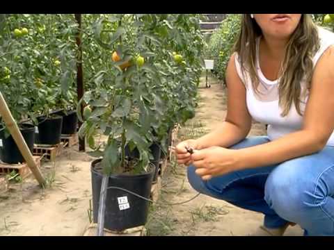 , title : 'Cultivo orgânico de Tomate em Vasos - Parte 1'