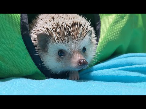 Cute Hedgehog Explores Play Tunnel!