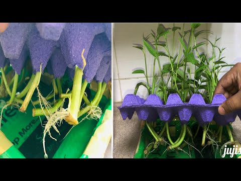 , title : 'New Way How to Grow WATER SPINACH Using Egg Tray & Water for Beginner'