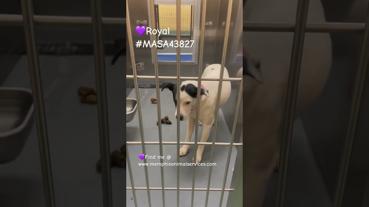 Enlarge Gemma (Formerly Royal), a Adoptable mixed breed in Bartlett, TN video 6/6