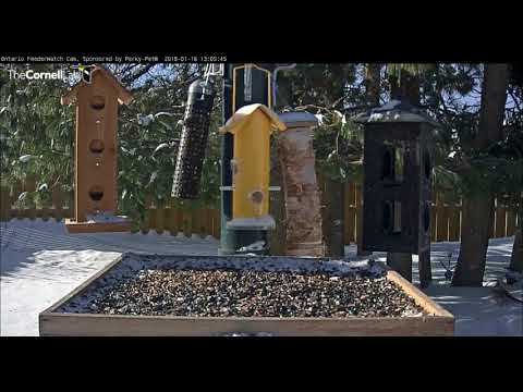 Ruffed Grouse leaps to the platform     13 05   Video 2018 01 16 131038