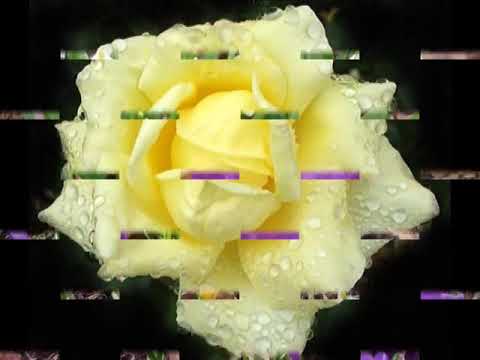 Jan Nedvěd   Všechno nejlepší