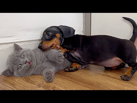 YouTube 썸네일
