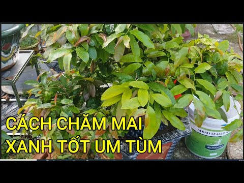 🔴 QBS23430 - ORGANIC FERTILIZER FOR BRANCHES FOR NORTHERN APRICOT TREES | NORTHERN APRICOT TREE CARE