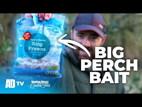 Simple Prawn Rig For BIG PERCH – AD Quickbite
