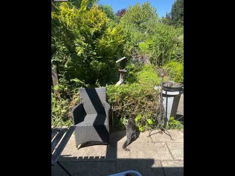 アオシジュウカラ有用な鳥幼虫を排除する幼虫の庭