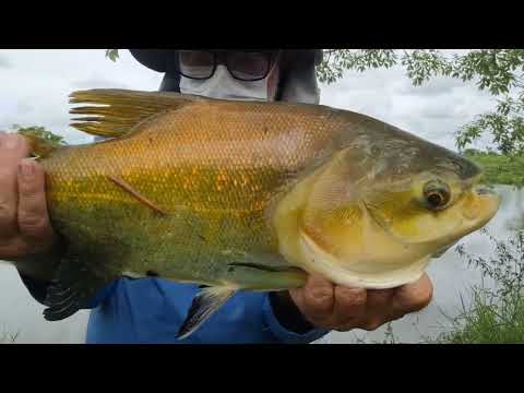 Pescaria de Tilápia e Tambaqui, Vale do Paraíso, RO!!! - T05 Ep64. #pesca #pescaria #pescaesportiva