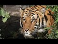 Live Tiger Cam - San Diego Zoo Safari Park