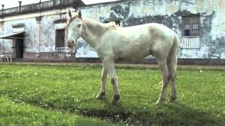 Ramón Ayala, de Marcos López (Trailer)