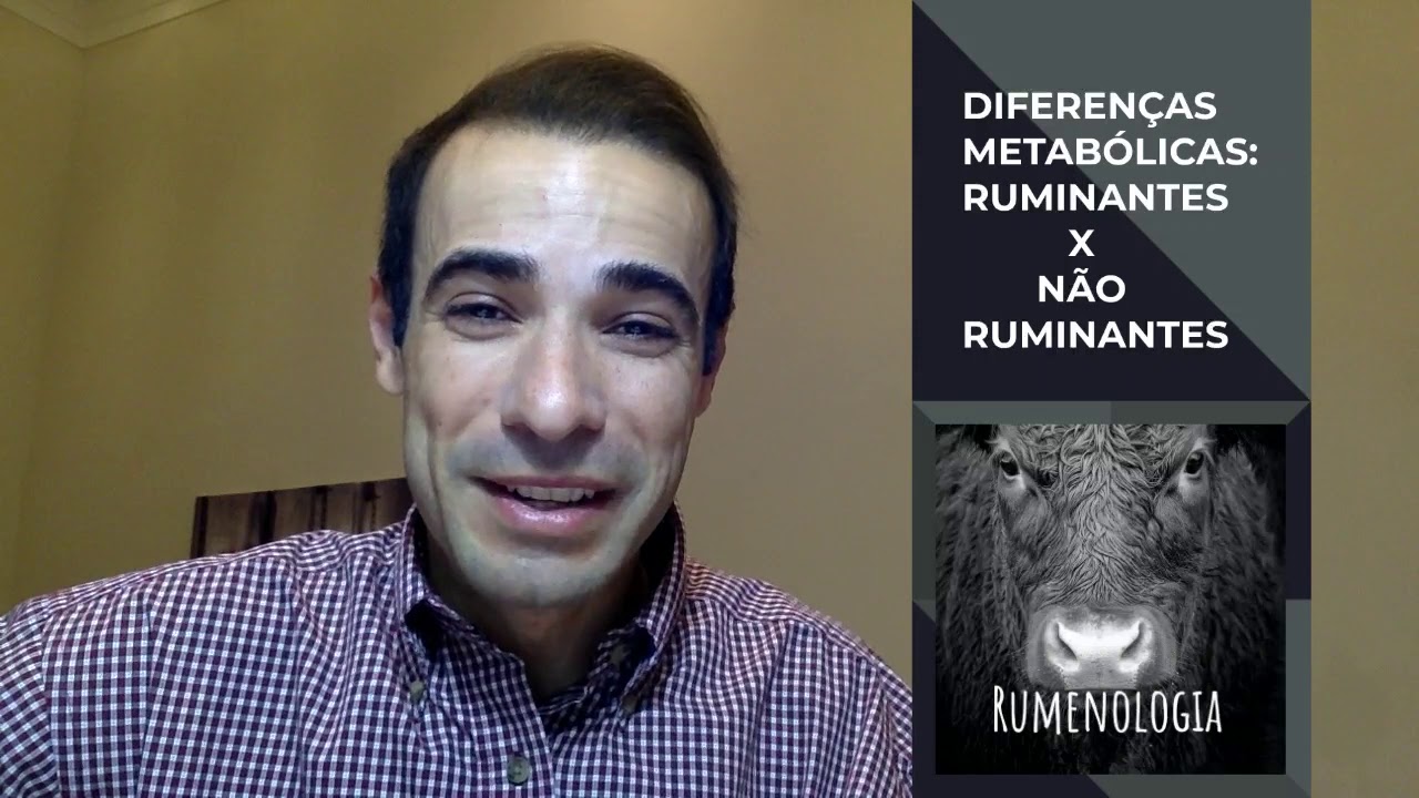 001 - O rúmen e os ruminantes