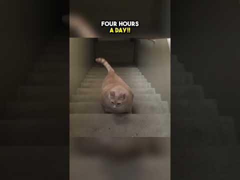 This fat cat had an incredible weight loss journey😲