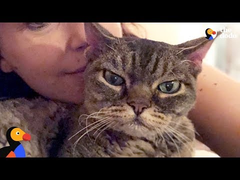 Nightmare Cat Becomes a Sweetheart