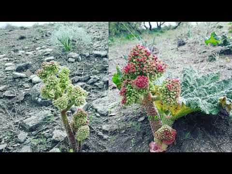 Wahid Tanha - kurdish dimani rewaz