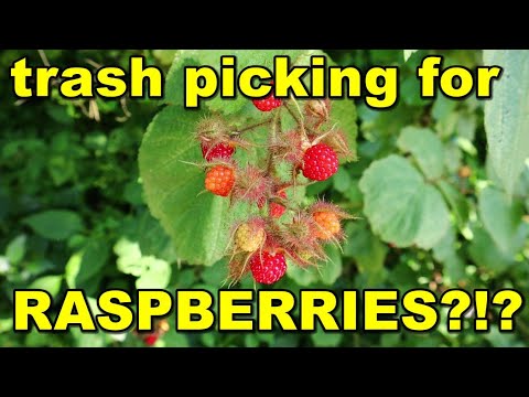 Trash picking for Black Sabbath records and a monkey on a bicycle