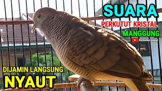Download lagu Perkutut Lokal Gacor Suara Kristal Pancingan Burung Perkutut Agar Cepat Bunyi Paling Ampuh mp3 Download lagu Perkutut Lokal Gacor Suara Kristal Pancingan Burung Perkutut Agar Cepat Bunyi Paling Ampuh mp3
