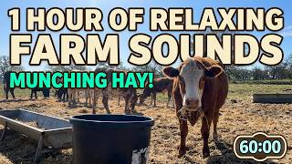 1 Hour of Texas Cows Munching Hay & Drinking Water | Relaxing Farm Sounds | Stress Relief & Sleep